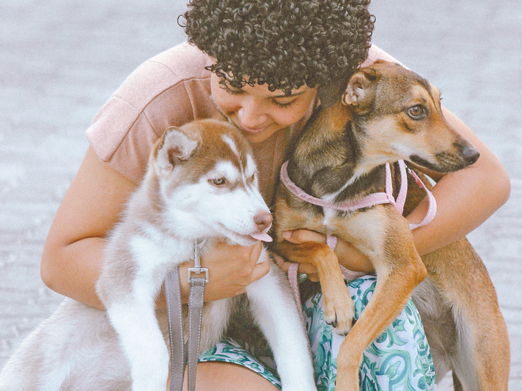 PL propõe regras para circulação de animais em espaços públicos