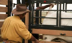 Mariana Tellechea é eleita presidente da Associação Brasileira de Angus