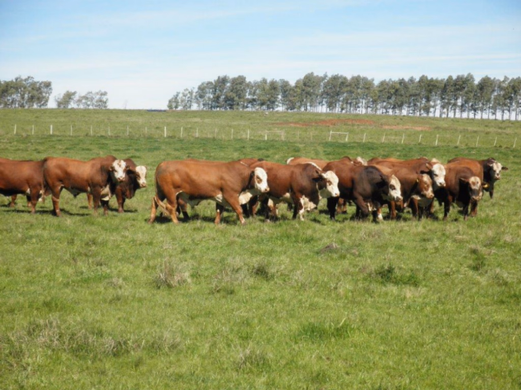 Melhoramento genético auxilia na diminuição de carrapatos no outono