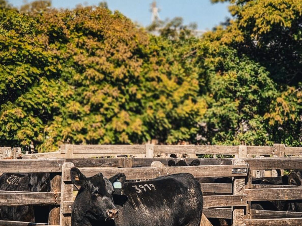 Animais puros e alta genética nas pistas de julgamento de rústicos da Angus