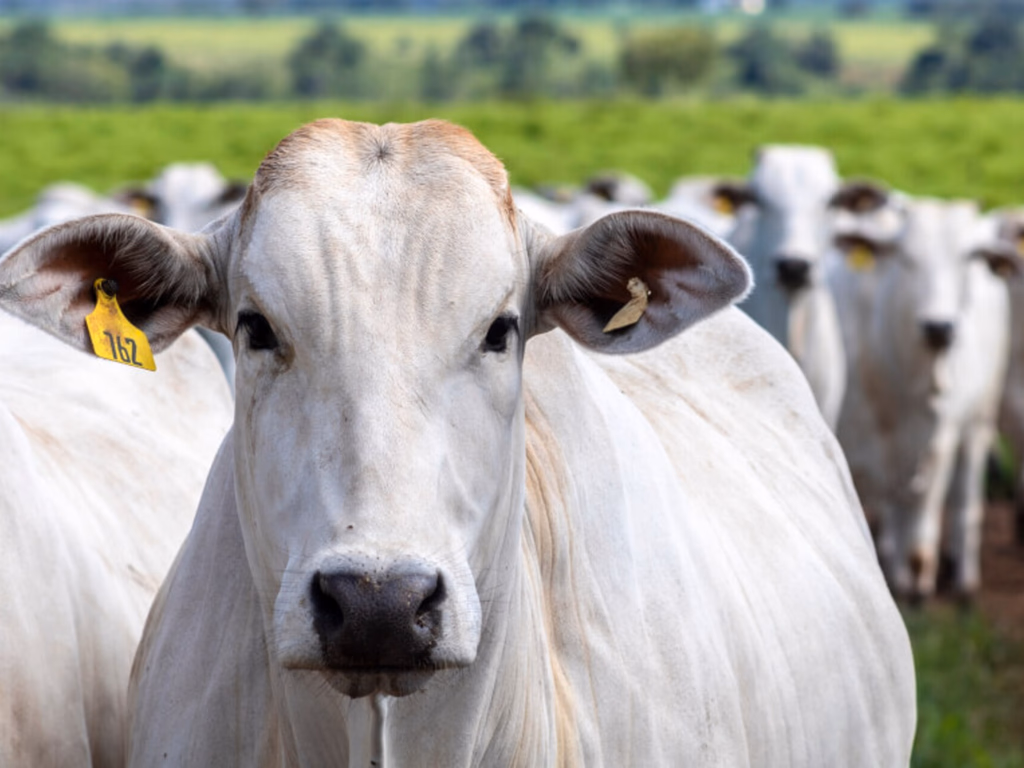 Quatro países vetaram carne bovina do Brasil