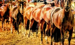 CBF fecha parceria com Einstein para realizar testes de covid-19