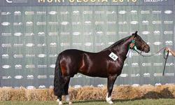 Uruguai seleciona conjuntos para a final do Freio de Ouro