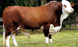 Associação lança prêmio para destaque no Programa Carne Angus