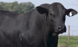 ABHB lança Sumário de Avaliação Genética PampaPlus 2020