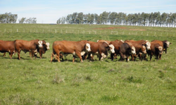 Gestão na Pecuária é tema de evento do CTPEC