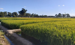 Começa a 32ª Abertura Oficial da Colheita do Arroz