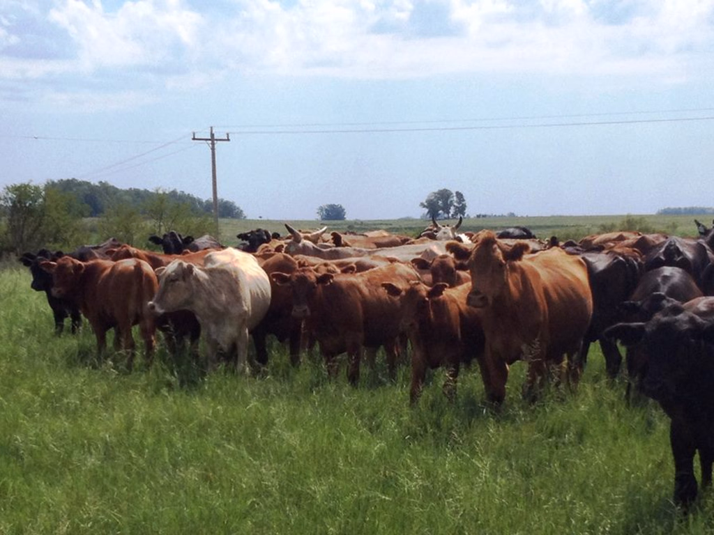 Trajano Silva Remates prevê um 2019 positivo para a agropecuária