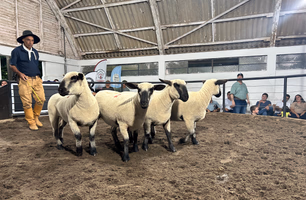 Agrovino fecha 18ª edição com R$ 1,416 milhão movimentados em negócios