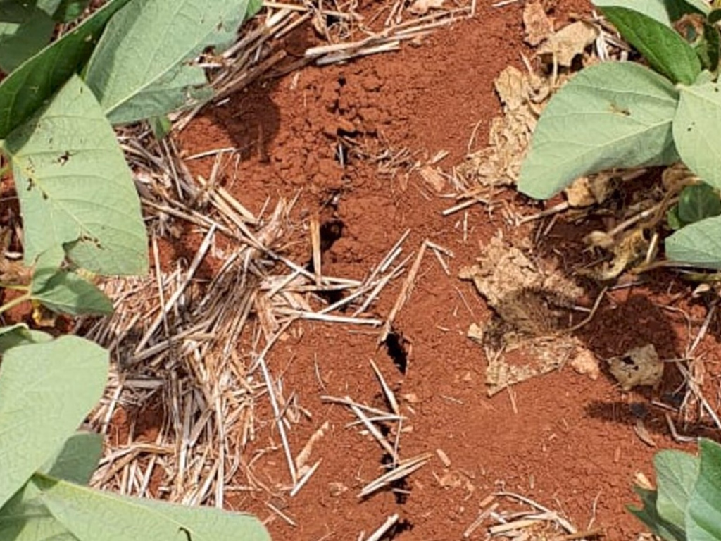 VBP da safra de verão deve ter queda para R$ 15,48 bilhões