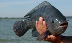 Estado emite Aviso somente para a região Covid de Pelotas