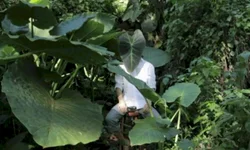 Pagamento do auxílio taxista começa amanhã