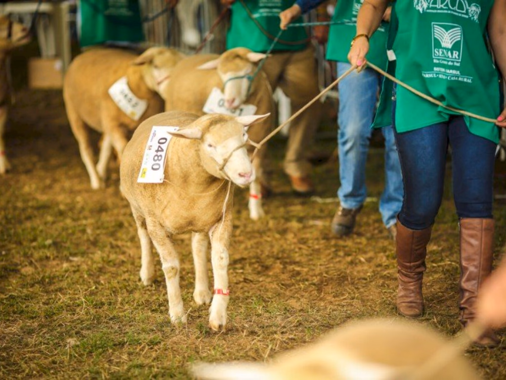 Regulamento e exigências sanitárias para exposição de animais está disponível