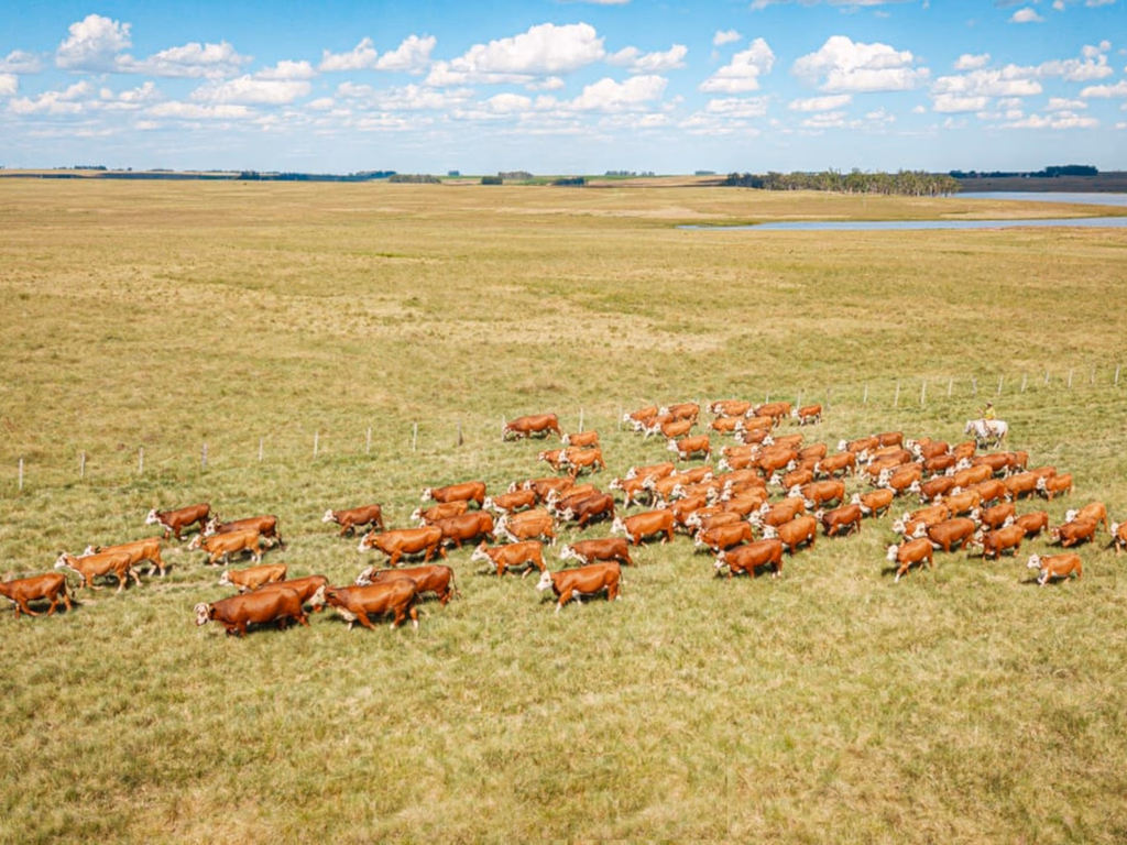 Estância do Sossego integra programação de Congresso Mundial Braford