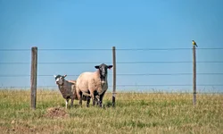 Brasil reafirma protagonismo global no 9º Congresso Mundial Braford