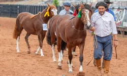 Uruguai seleciona os melhores exemplares para o Freio de Ouro