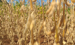 Cinco fatos sobre a escassez de mão de obra rural