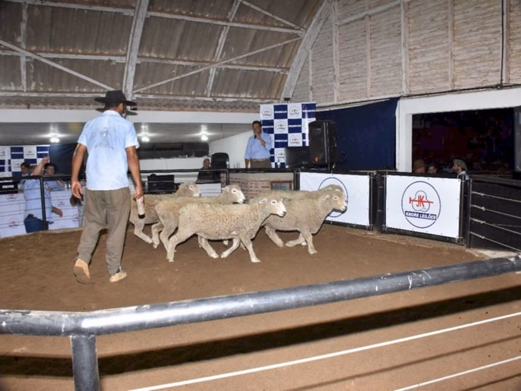 Evolução genética na ovinocultura estará à mostra na 15ª Agrovino