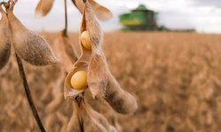 Agronegócio impulsionou a balança comercial brasileira em 2020