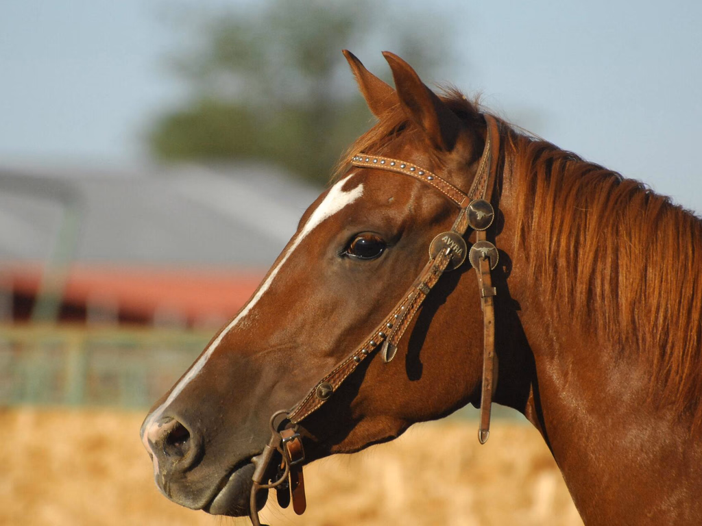 PL prevê doação de cavalos apreendidos para instituições de equoterapia