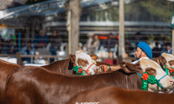 Animais puros e alta genética nas pistas de julgamento de rústicos da Angus