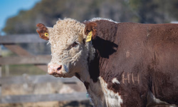 ABHB lança Sumário de Avaliação Genética PampaPlus 2020