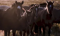 Cine Drive-in proporciona entretenimento diferente