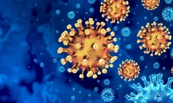 Profissionais esclarecem dúvidas sobre castração de animais