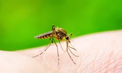 Nova sede do MPF será inaugurada nesta terça-feira