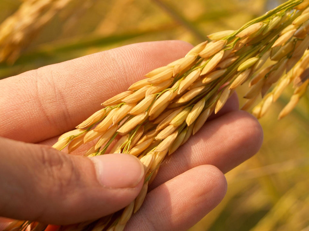 Colheita avança com fronteira oeste na liderança