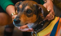 Uruguaiana avalia adesão a fundo para proteção animal