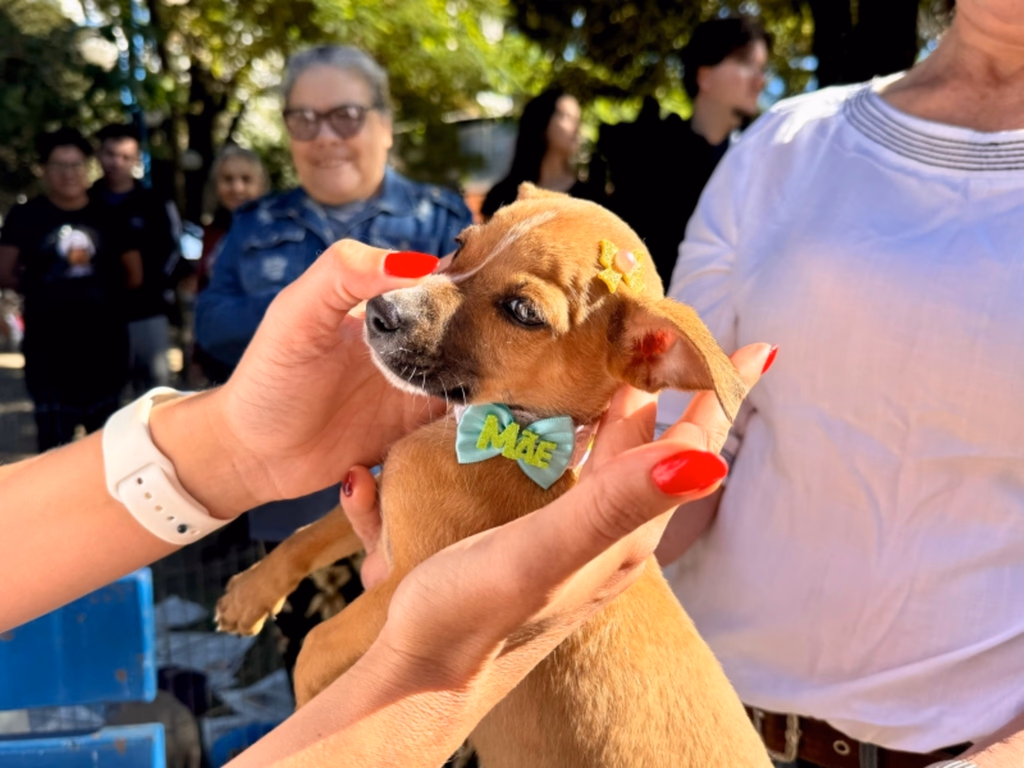 Feira de adoção de cães repete sucesso da edição anterior