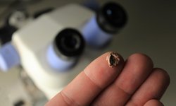 Crânio fóssil encontrado no RS revela nova espécie de réptil do Triássico 