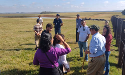 Animais puros e alta genética nas pistas de julgamento de rústicos da Angus