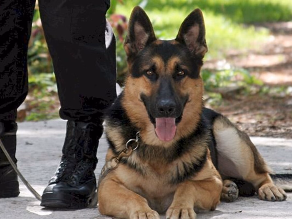 Aprovado Dia do Cão de Polícia