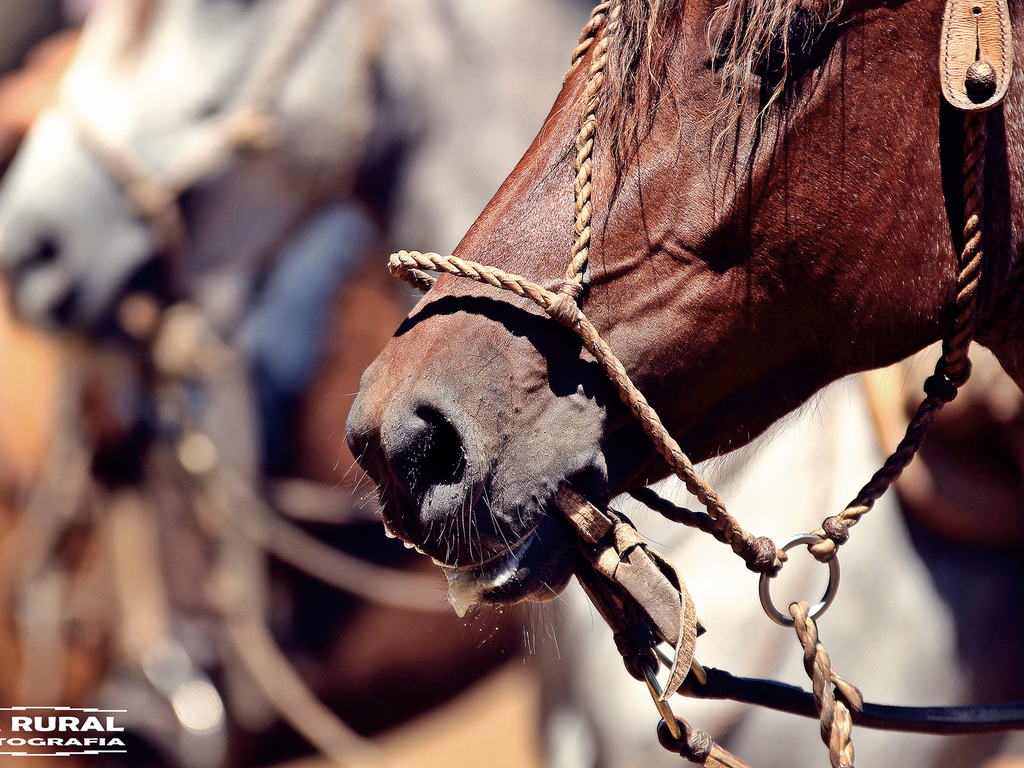 Largada da Marcha de Resistência do Cavalo Crioulo é hoje