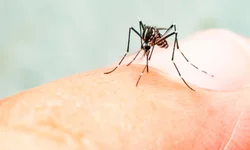 Município chega a 30 casos de dengue