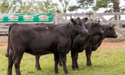 Genética campeã da Expointer será ofertada no 18º Remate Só Angus