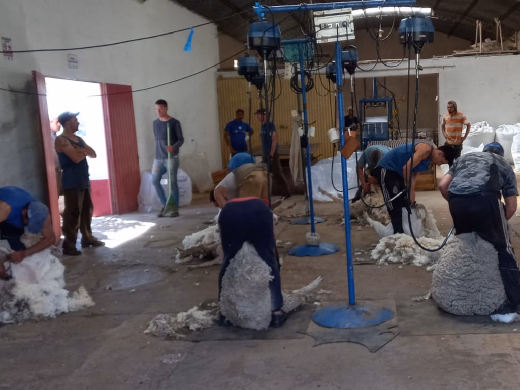 Produtores celebram resultado com preço alcançado em venda