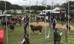 Uruguaiana recebe próxima etapa classificatória ao Freio de Ouro