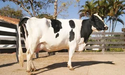 Farsul divulga parecer orientando sobre pagamento do ITR