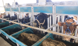 Vencedores da Prova de Eficiência Alimentar serão conhecidos no próximo dia 27