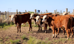 Seapa suspende multa para quem perdeu prazo de vacinação