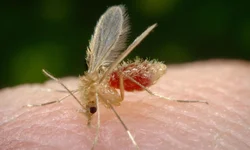 Vacinação contra covid-19 tem novos pontos e horários