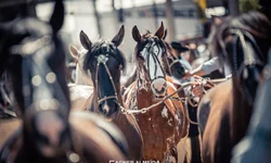 Celemaster jogo em casa em busca da liderança na Liga Gaúcha