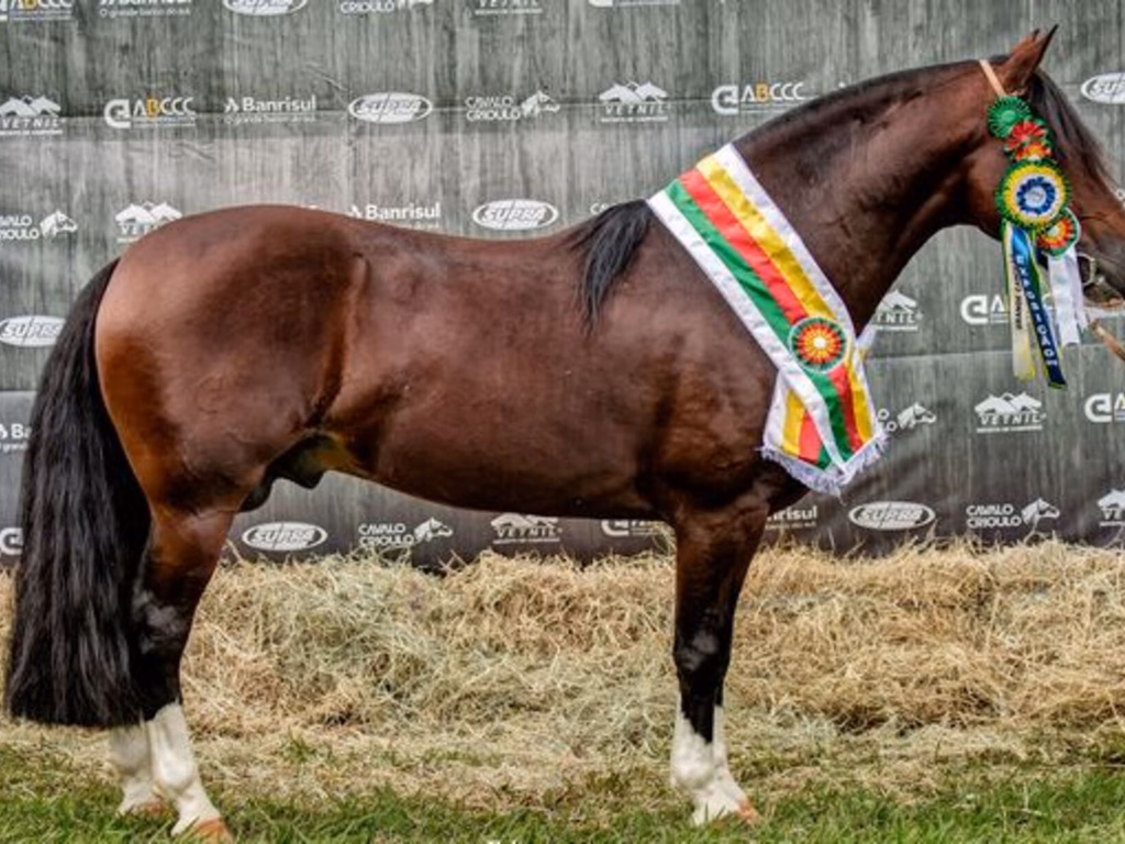 Expansão do Cavalo Crioulo é firmada em Passaporte de Londrina