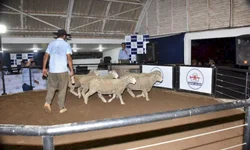 Gauchão 2023 começa neste final de semana