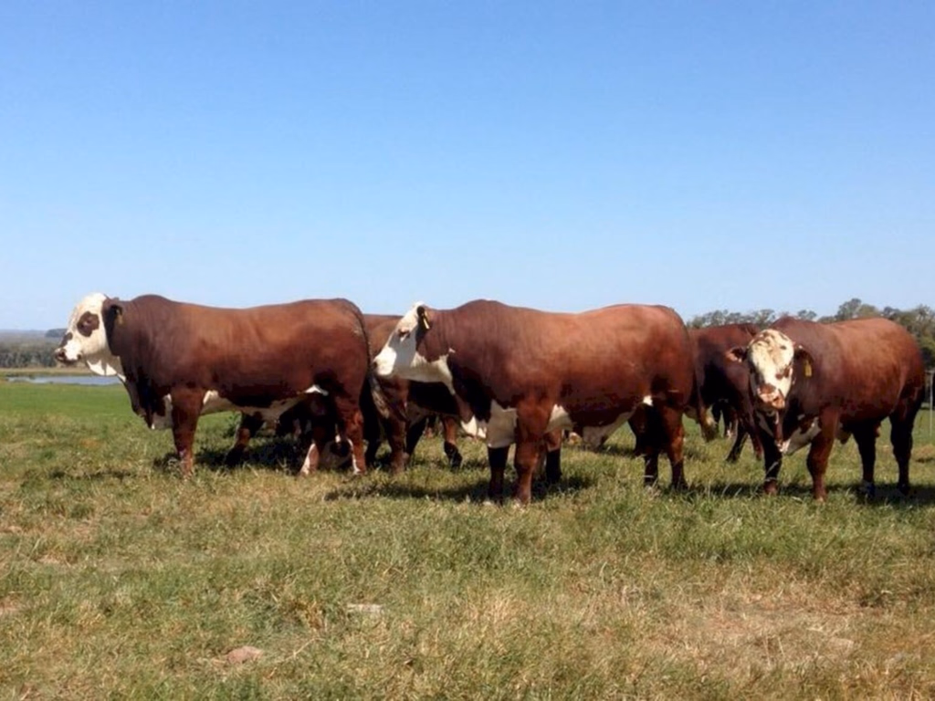 Inseminação artificial ajuda a difundir trabalho genético na pecuária