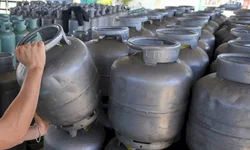 Profissionais esclarecem dúvidas sobre castração de animais