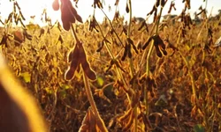 Colheita do arroz no RS atinge 71,31% da área semeada